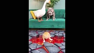 Thumbnail: The clever little one scares the big one.😜🐕‍🦺🦮 