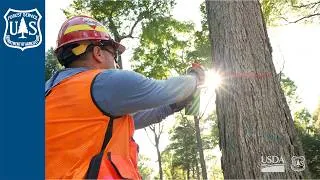 Thumbnail: R&D: Keeping Forests Working