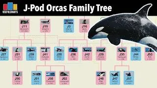 Thumbnail: Southern Resident Orcas J Pod Family Tree