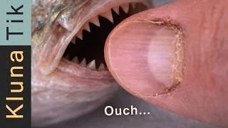Thumbnail: WILD & (S)TINGLY ASMR  This Was Uncomfortable in a Weird Way