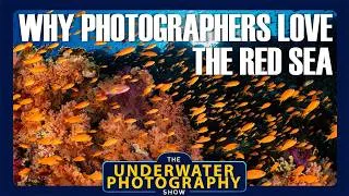 Thumbnail: The Enduring Appeal Of The Red Sea For Underwater Photographers