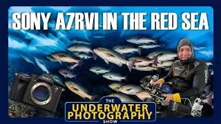 Thumbnail: Field Review: Sony A7RVI in the Red Sea