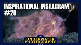 Thumbnail: Inspirational Underwater Photography From Instagram. Number 20.