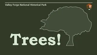 Thumbnail: Trees Education Program