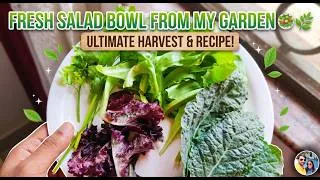 Thumbnail: Fresh Salad Bowl Harvest 🥗🌿 | Lettuce, Kale, Mustard Leaves & Lollo Rosso from Goa Garden