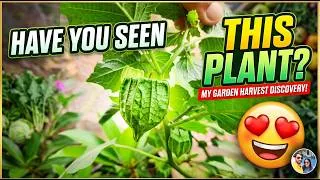 Thumbnail: Physalis Harvest 🌿🟠 | Traditional Goan Plant Growing in Our Home Garden