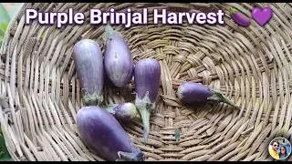 Thumbnail: Long Purple Brinjal Harvest 🍆💜 | Fresh Homegrown Eggplants from Our Goa Garden