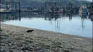 Thumbnail: Baby otter rescued in B.C.'s Alert Bay
