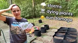 Thumbnail: what is happening to my garden?! pt 3 🌱