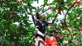Thumbnail: The Fruits of a Hard Day's Work: Nhi Harvests Super Delicious, Ripe Wild Rose Apples