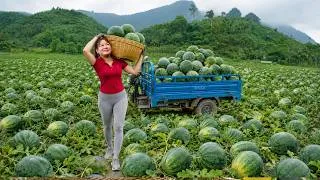 Thumbnail: Discovering Harvesting Giant Yellow Watermelon Go To Sell and Living Off Grid