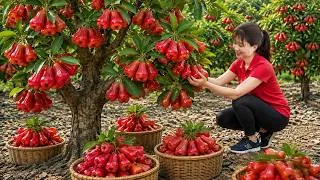 Thumbnail: Harvesting Wild Rose Apples to Sell at Market - Traditional Fruits Season