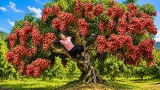 Thumbnail: 72 Hours Harvesting Thousands Of Lychees From The Garden Go To Market Sell