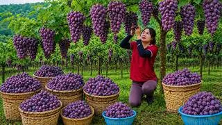 Thumbnail: Harvesting A Lot Of Grapes, Papayas, Rose Apples Go To Market Sell | Daily Life and Cooking