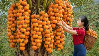 Thumbnail: Harvesting 1,000+ Giant Persimmons And Selling Them At The Rural Market