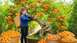 Thumbnail: Harvesting 500KG+ of Wild Oranges and Takes Them to the Countryside Market