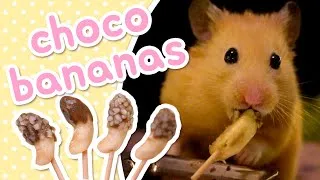 Thumbnail: Choco Bananas 🍌 HAMSTER KITCHEN