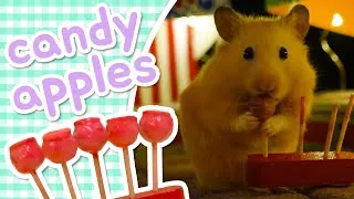 Thumbnail: Candy Apples 🍎 HAMSTER KITCHEN