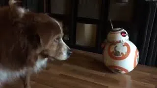 Thumbnail: Our New Pet BB8