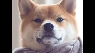 Thumbnail: ChucK 2.0