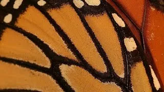 Thumbnail: Butterfly Wing Under The Microscope 100x and 400x Maginification