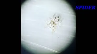 Thumbnail: The Adorable Macroscopic Organisms Under Microscope 🦠🔬