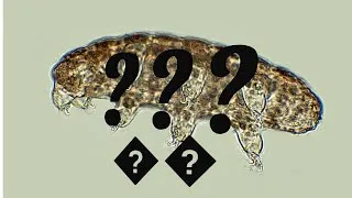 Thumbnail: Toughest organism in the world??//Tardigrade under microscope//Microscopic series-1