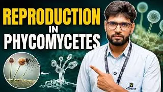 Thumbnail: Reproduction in Fungi #neet #reproduction #biology #biologyclass11