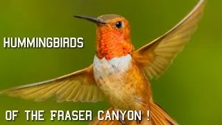 Thumbnail: Hummingbird Watching - Fraser Canyon - One Touched Me!