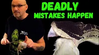 Thumbnail: Most Deadly Snake Encounters Caught on Camera