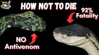 Thumbnail: 3 Tips for Handling Dangerous Snakes Safely