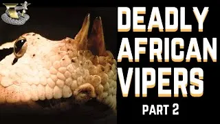 Thumbnail: Ultimate Guide: Africa’s Most Dangerous Snakes
