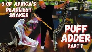 Thumbnail: Ultimate Guide to Africa's Deadly Venomous Snakes