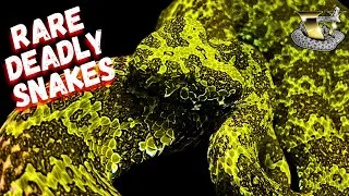 Thumbnail: Most Deadly Snakes You've Never Heard Of