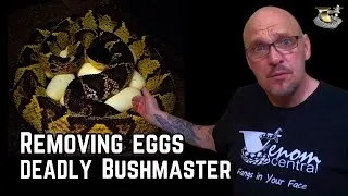 Thumbnail: The Black-Headed Bushmaster: Nature's Ultimate Assassin