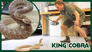 Thumbnail: Rattlesnake, KING COBRA & Viper Update | Venom Diaries