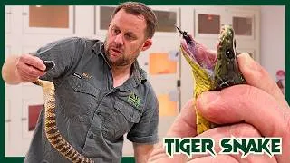 Thumbnail: World's 4th DEADLIEST Snake Milking | Venom Diaries