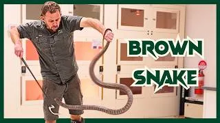 Thumbnail: Nerve Wracking DEADLY Snake Milking | Venom Diaries