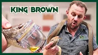 Thumbnail: Milking Australia's BIGGEST Venomous Snake | Venom Diaries