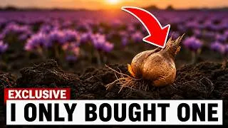 Thumbnail: 7 Expensive Crops I’m Growing EASILY & for Free Right Now