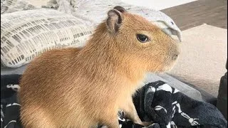 Thumbnail: capybaras being adorable and stupid 