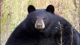 Thumbnail: bears just wanna have fun 