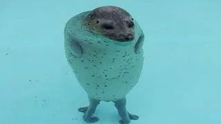 Thumbnail: unexplainable seal moments
