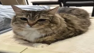Thumbnail:  cats with a single brain cell