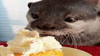 Thumbnail: goofy little otters 
