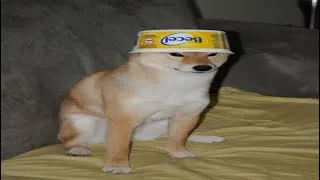 Thumbnail: these dogs are broken
