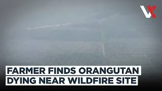 Thumbnail: Orangutan Collapses In Indonesia Wildfire Haze | Rescuers Race To Save Struggling Animal | VERTEX