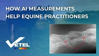 Thumbnail: How AI Measurements Help Equine Practitioners