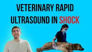 Thumbnail: vetRUSH: Veterinary Rapid Ultrasound in Shock (Dogs and Cats)