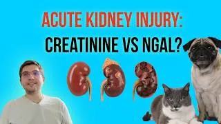 Thumbnail: Acute Kidney Injury in Dogs and Cats: Biomarkers vs Functional Markers